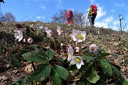 Monte Due Mani (1656 m) con Cima Muschiada (1458 m) dalla Culmine S. Pietro il 26 giugno 2017 - FOTOGALLERY 